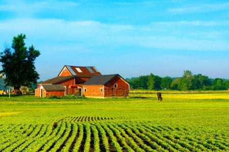 Дотації для фермерів: короткий аналіз державної підтримки на 2019рік